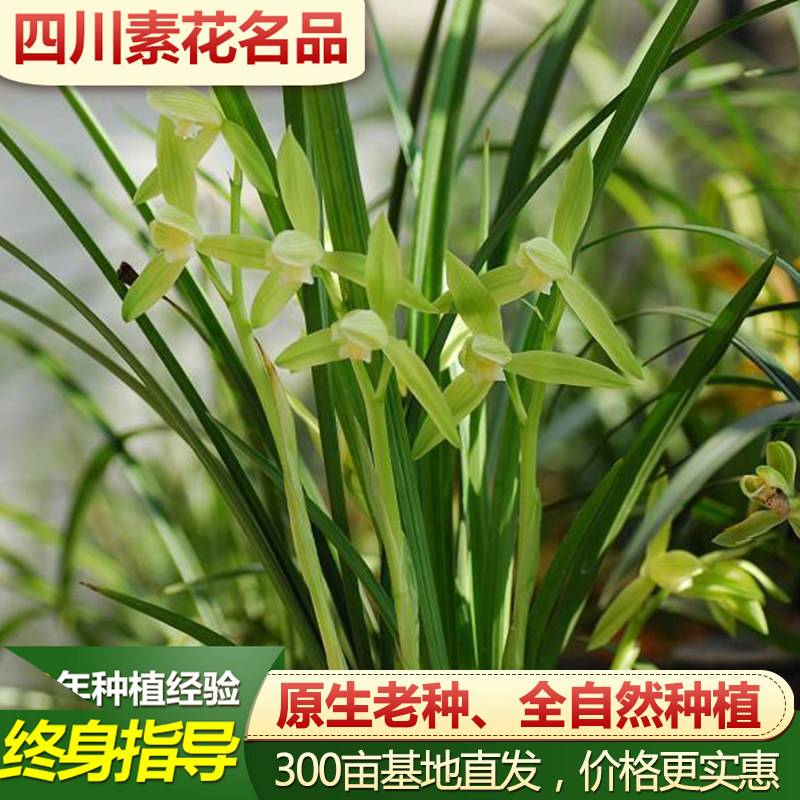 带花苞发货 浓香型春剑西蜀道光隆昌素银杆素兰草兰花苗