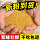 花粉喂蜂养蜂中蜂专用油菜花粉颗粒饲喂蜜蜂饲料蜂花粉代用杂花粉