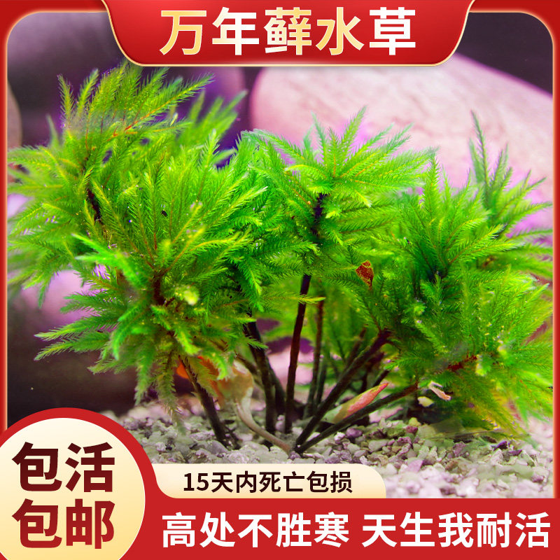 万年藓水草植物真草鱼缸造景雨林缸活体新手易活鹿角藓水培前景草
