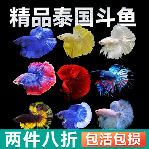 泰国斗鱼精品渔场直发好养耐活