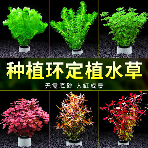 水草植物鱼缸造景阴性水草