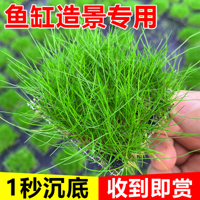 精品牛毛水草无菌杯阴性前景植物