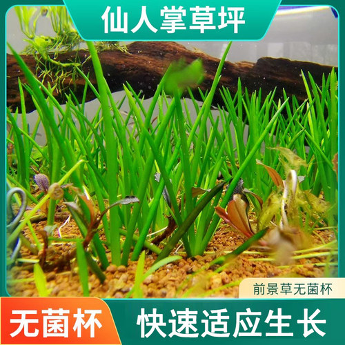 仙人掌无菌水草鱼缸植物造景阴性