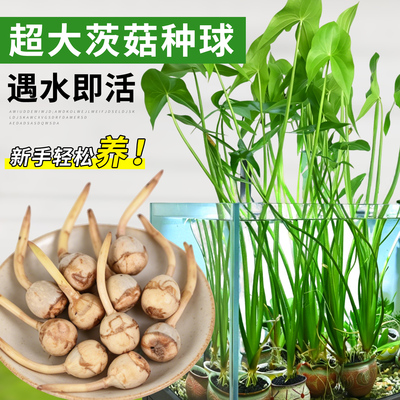 慈菇种球苗水草净水鱼缸造景