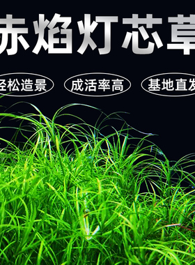 赤焰灯芯风车箦藻活体水草鱼缸造景中后景草红色水草稀有淡水植物