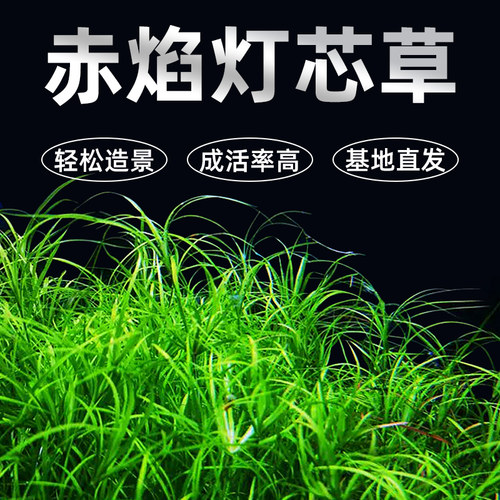 赤焰灯芯活体水草鱼缸造景