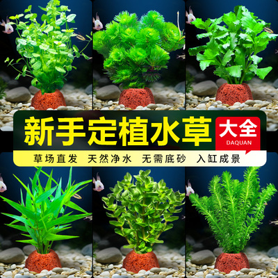 花百年真水草鱼缸水培植物