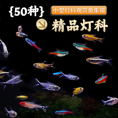 灯科鱼合集宝莲灯红绿灯斑马活体观赏鱼热带鱼活体淡水鱼群游鱼