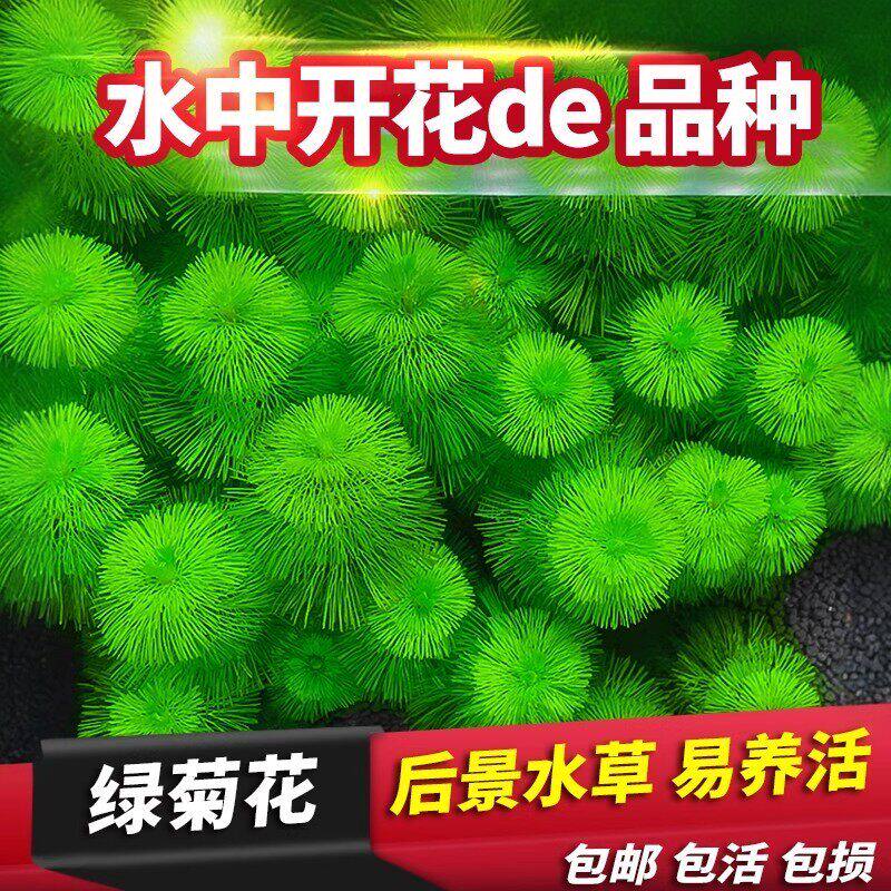 绿菊水草植物鱼缸造景真草水草缸净化造氧懒人套餐冒泡阴性蜈蚣草