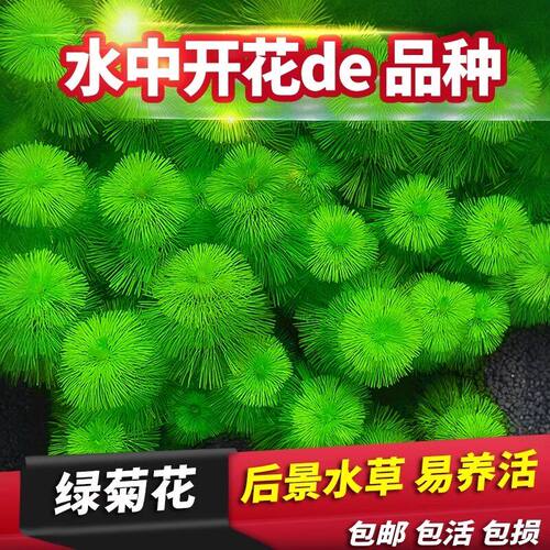 绿菊水草生长快高茎草