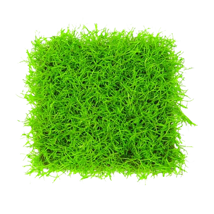 鹿角苔莫斯水草增氧鱼缸造景植物淡水冒泡慕斯片定植阴性前景草坪