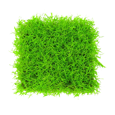 鹿角苔莫斯水草氧鱼缸造景植物