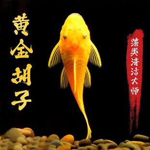 黄金胡子鱼大帆鱼皇冠直升机小型清道夫擦缸除藻工具鱼宠物鱼淡水