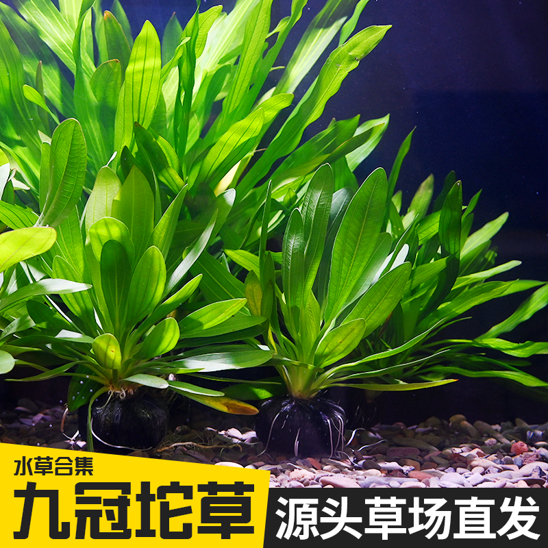 大叶绿九冠坨草迷你水草