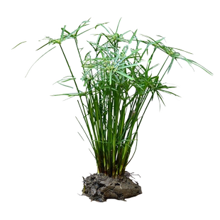 水竹风车草挺水生植物养龟池塘鱼缸造景庭院净化水质盆栽旱伞草