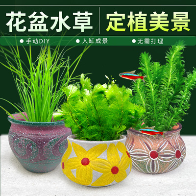 陶罐水草鱼缸造景装饰摆件彩陶花盆定植后景草水培阴性蜈蚣草套餐