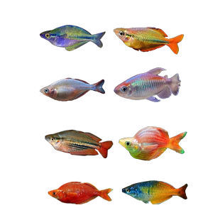 石美人鱼美人鱼苗热带鱼彩虹鱼草缸南美缸鱼群游鱼灯科鱼淡水观赏