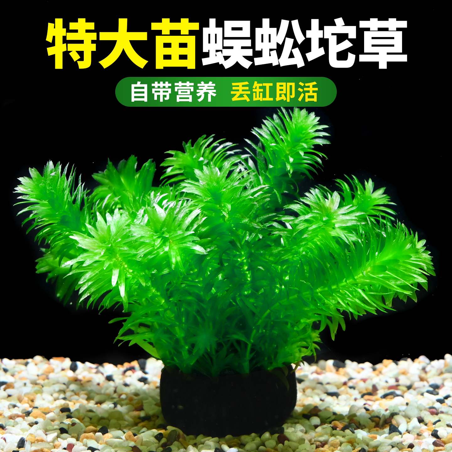 蜈蚣草大坨水草植物坨草鱼缸造景中后景装饰淡水阴性净水增氧绿植