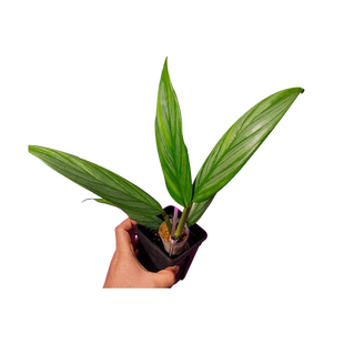 山崎桂水草高端名贵ADA山崎贵阴性草挺水植物稀有水草鱼缸造景