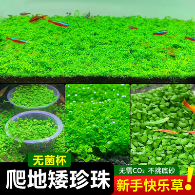 无菌杯爬地矮珍珠水草