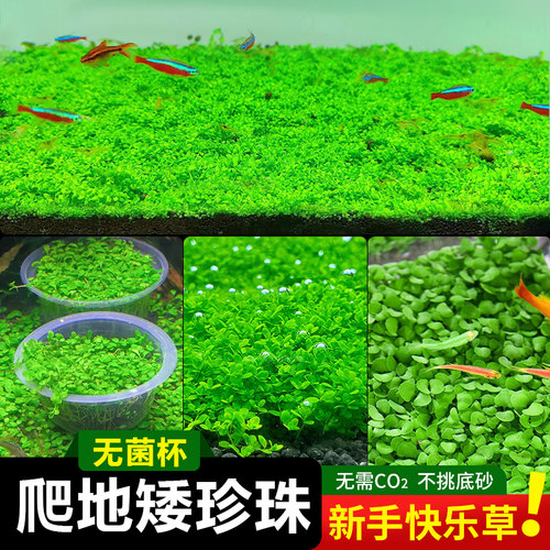 无菌杯爬地矮珍珠水草