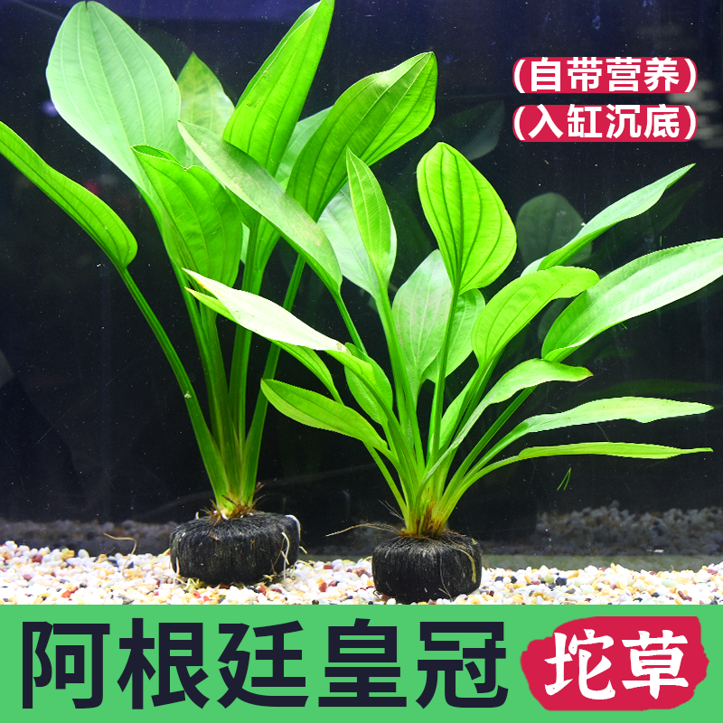 阿根廷皇冠大坨草水草