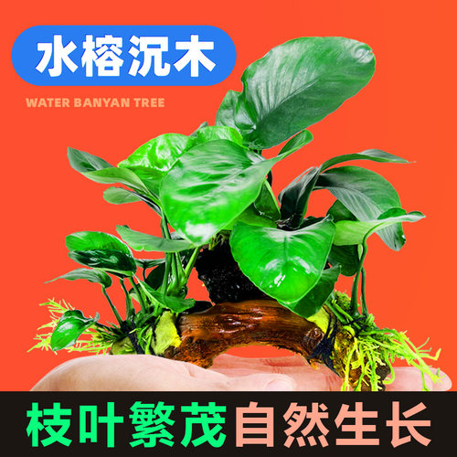水榕沉木水草植物鱼缸造景装饰