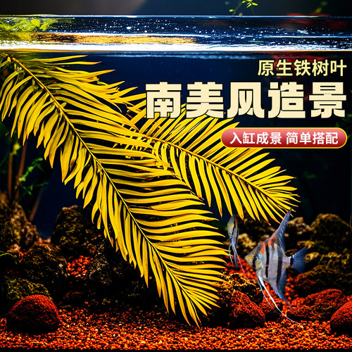 新鲜铁树叶水族原生态落叶造景树枝南美缸自然热带雨林风装饰鱼缸