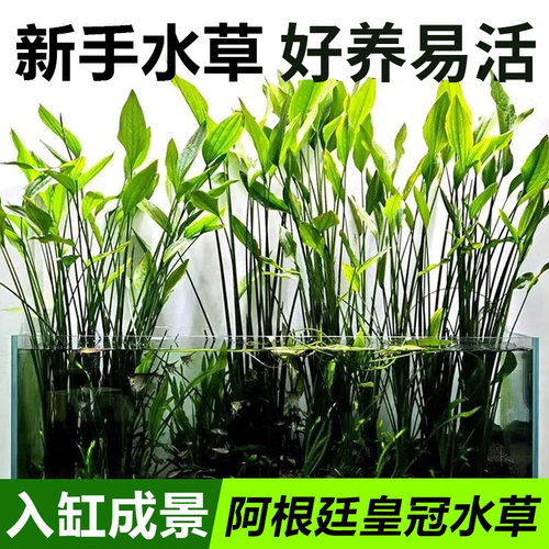 阿根廷皇冠后景水草造景水上叶