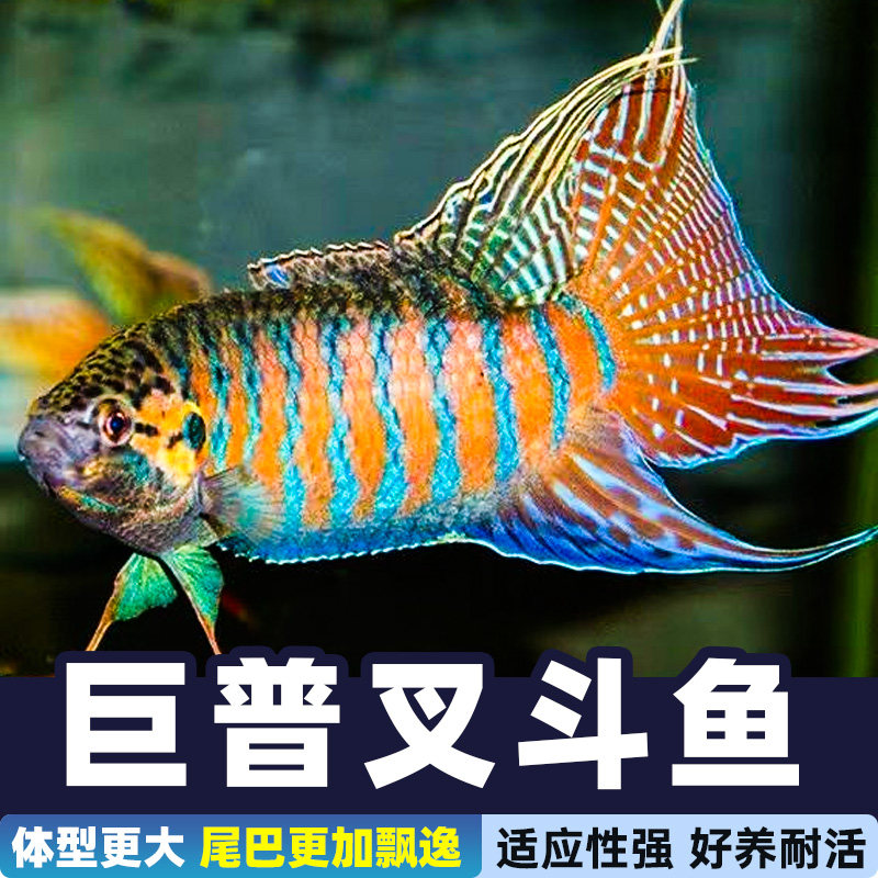 中国斗鱼巨普鱼形菩萨冷水淡水观赏鱼好养不打氧小型鱼好养活鱼