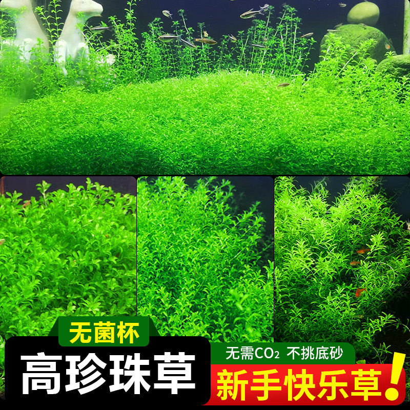 无菌杯日本高珍珠水草植物生态鱼缸造景阴性前中后景净水下叶草坪,宠物/宠物食品及用品,水草,淘宝优惠券,粉丝福利购,淘宝优惠卷