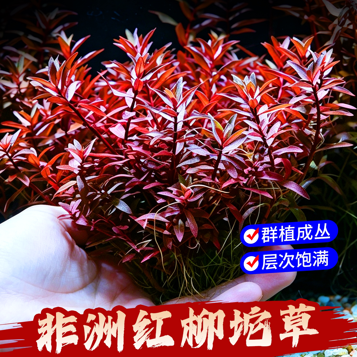 非洲红柳大坨水草鱼缸造景阴性净水增氧易发色红草绿植