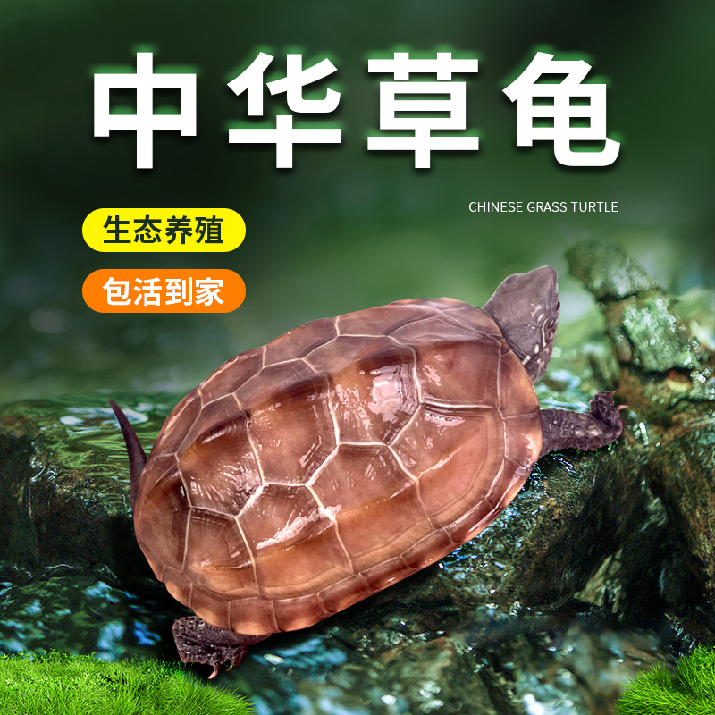 中华草龟长寿龟活物宠物
