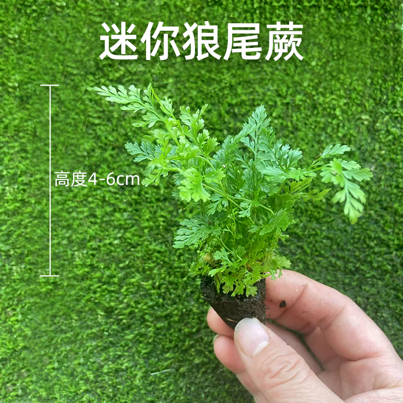 水培水养植物水草网纹草彩虹蕨狼尾蕨苔藓微景观绿植
