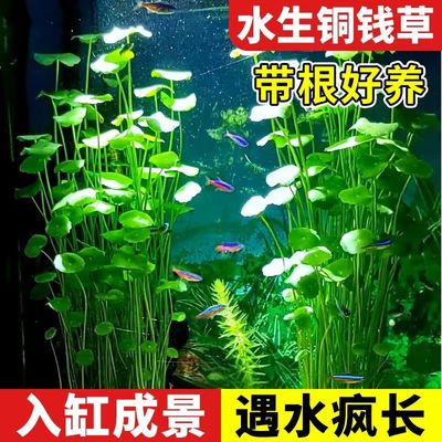 铜钱草水草水培植物鱼缸造景专用