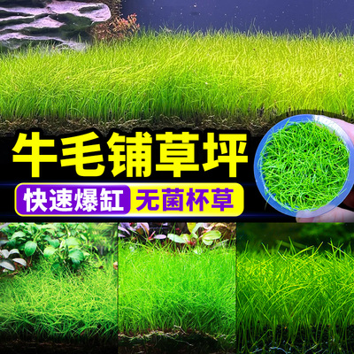 无菌杯牛毛水草前景草鱼缸造景