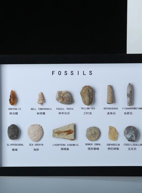 天然镍铁陨石古生物化石标本摆件
