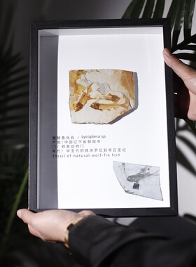 古生物狼鳍鱼三叶虫牙齿标本摆件