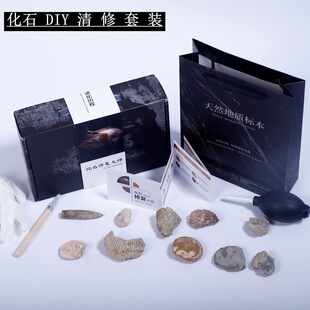 儿童动手劈页岩清修化石套装菊石断裂鱼三叶虫DIY手工修复摆件礼