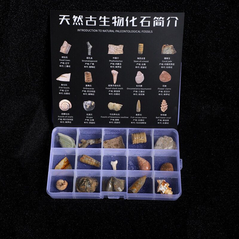 36种古生物化石菊石标本三叶虫琥珀原石儿童地质礼物淘矿科普摆件
