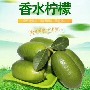 翠柠 自家果园新鲜海南香水柠檬一级果现摘现发奶茶店专用
