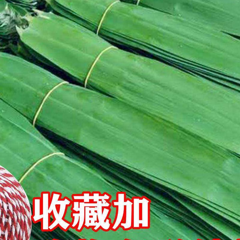 芦苇叶粽叶当天现摘发新鲜农家粽子叶野生200片包粽子免邮端午节