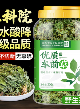 车前草野生新鲜干货官方旗舰店中药材泡茶水喝的功效与作用酸降尿