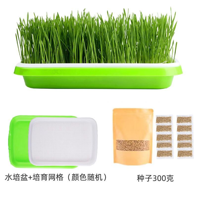 毛球猫水培草种种子种植套装鱼干