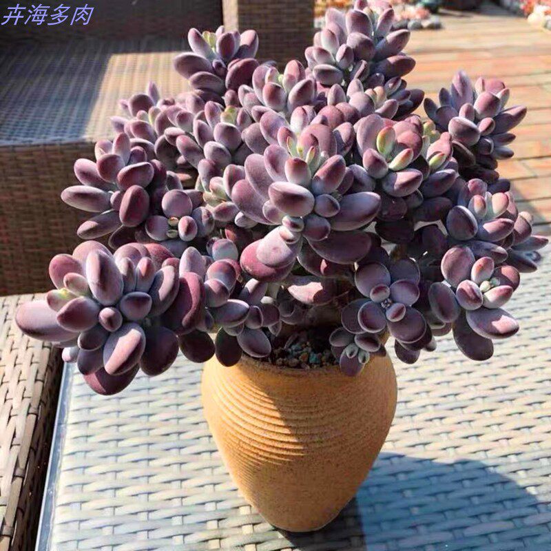 适合一年四季养的花懒人阳台乒乓多肉植物