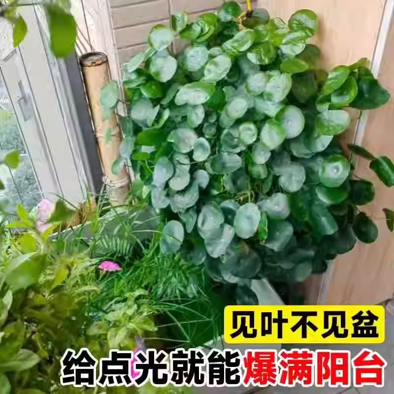 适合一年四季养的花懒人阳台铜钱草水培植物大叶水养金钱草绿植图片