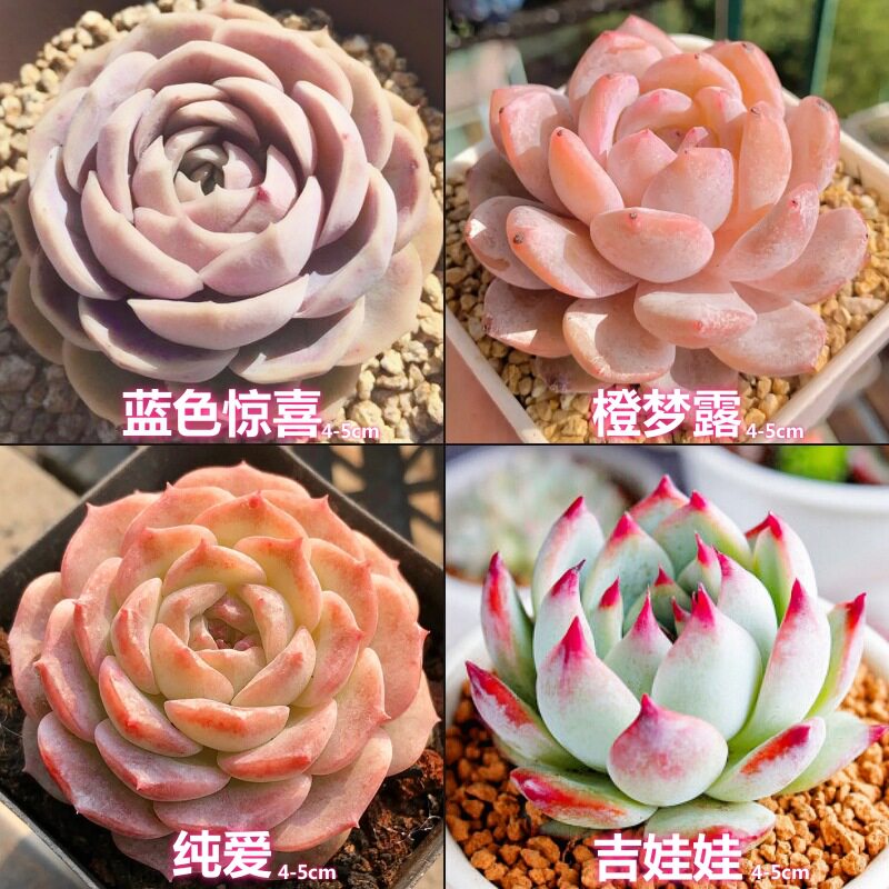 适合一年四季养的花懒人阳台多肉植物大颗好养组合室内盆栽套餐图片