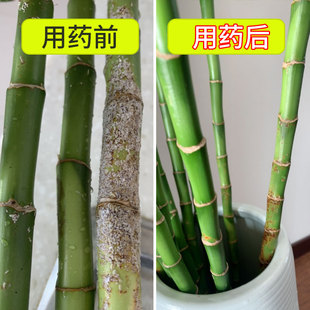 富贵竹杀虫剂蚧壳虫白点长毛白粉白点虫卵双杀水培植物杀虫剂家用