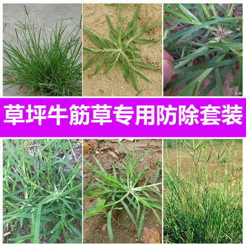 草坪牛筋草杂草专用除草剂套装