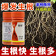 国光根盼吲哚丁酸萘乙酸植物生根剂扦插移栽苗木花卉爆发式 生根液
